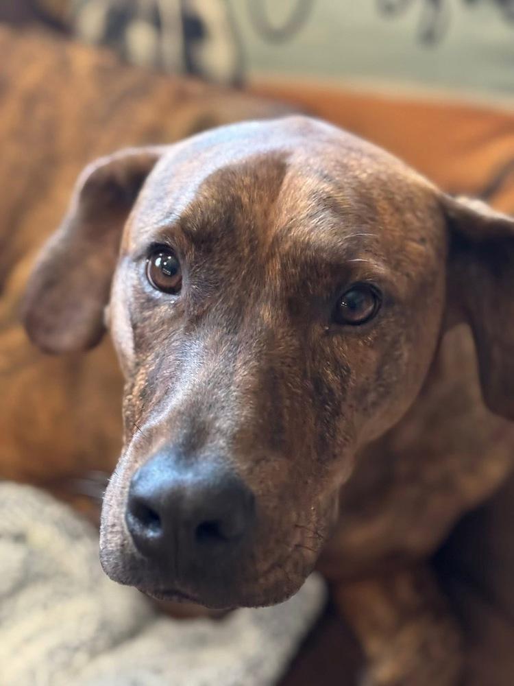 Floyd, a Adoptable Plott Hound in Irwin, PA image 4/6