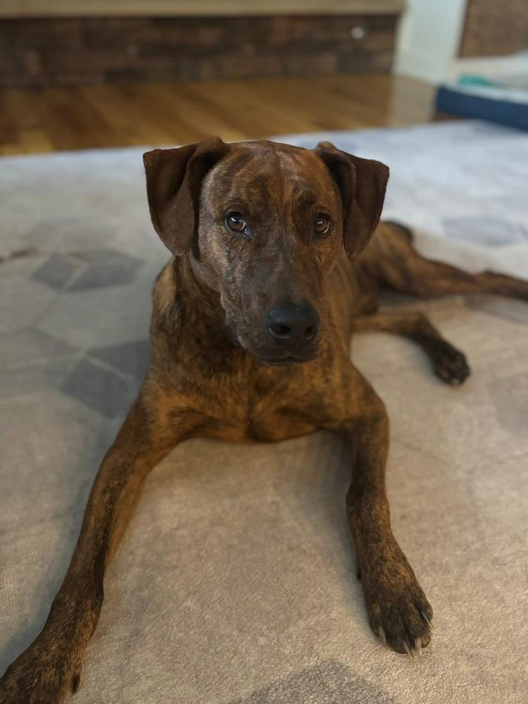 Floyd, a Adoptable Plott Hound in Irwin, PA image 5/6