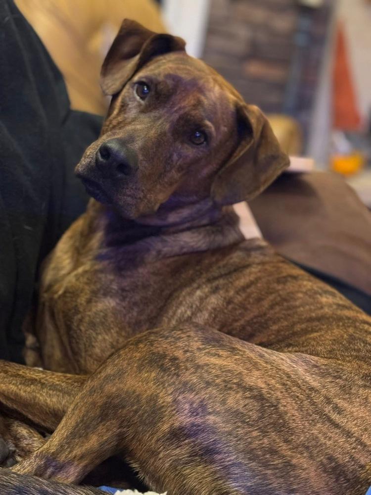 Floyd, a Adoptable Plott Hound in Irwin, PA image 6/6