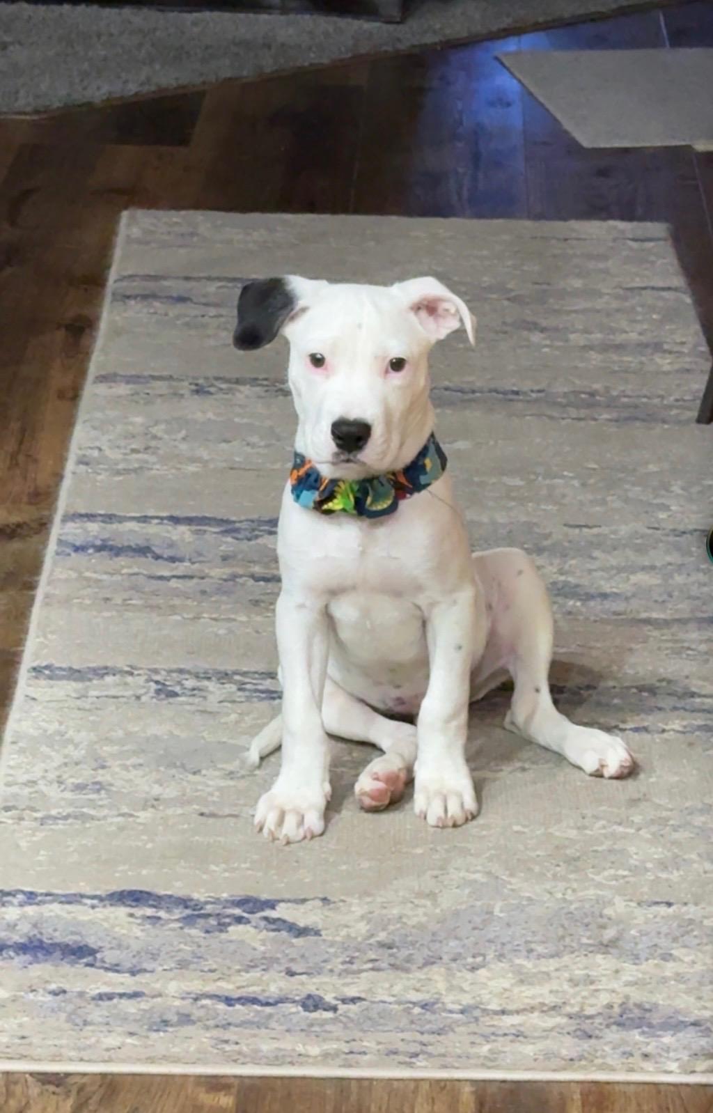 Enlarge Marco, a Adoptable mixed breed in Longmont, CO image 1/1