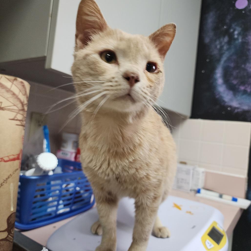 Enlarge Manchego, a Adoptable Domestic Short Hair in Dixon, IL image 1/1