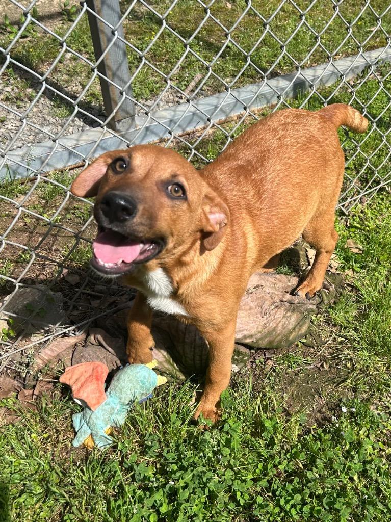 Cassie, Adoptable, Puppy Female Hound.