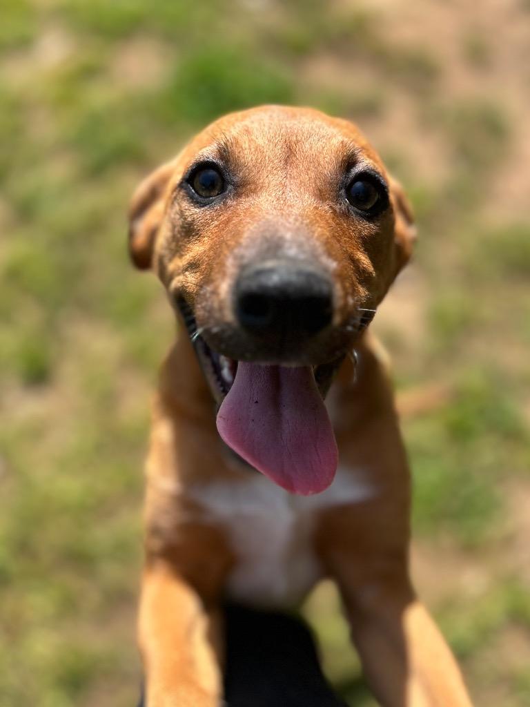 Enlarge Cassie, a Adoptable Hound in Benton, AR image 2/2