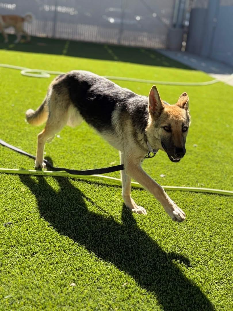 Enlarge Sahara, a ADOPTABLE mixed breed in Jefferson City, MO image 4/4