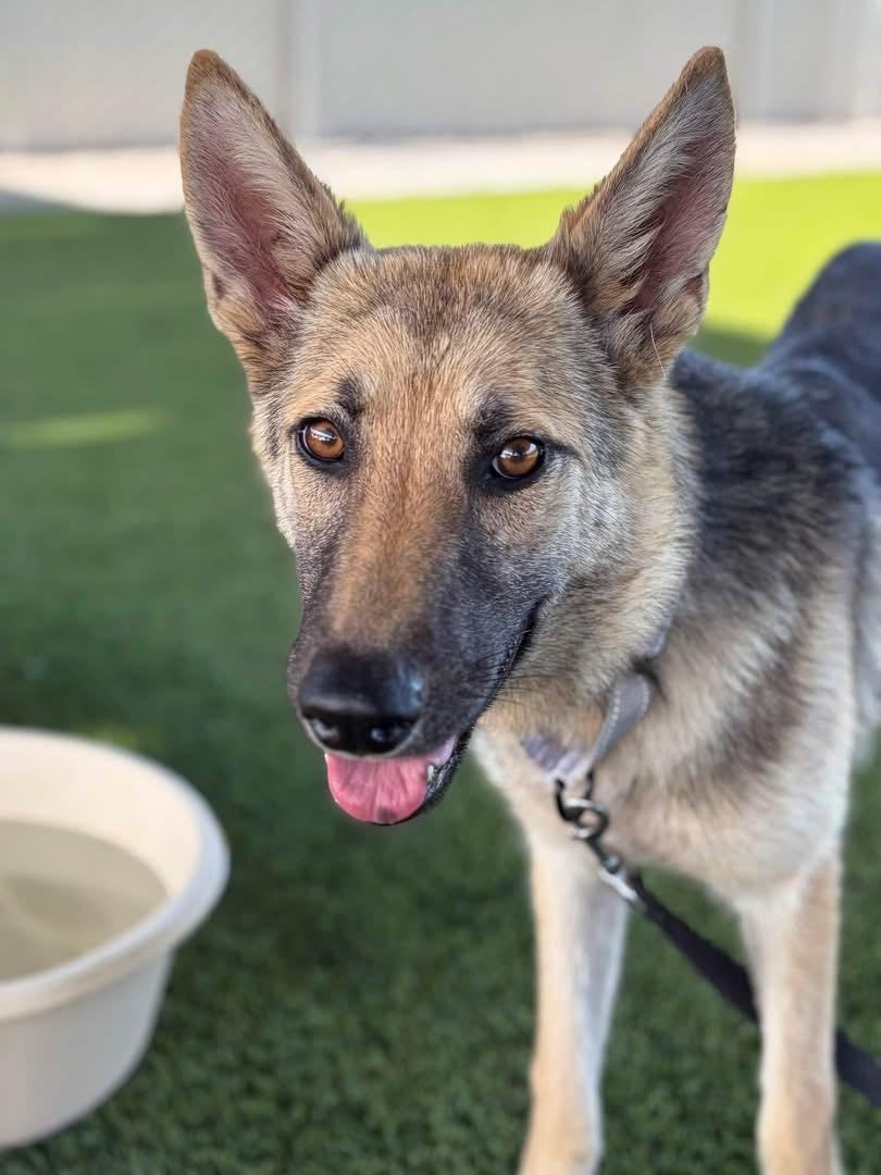 Enlarge Sahara, a ADOPTABLE mixed breed in Jefferson City, MO image 3/4