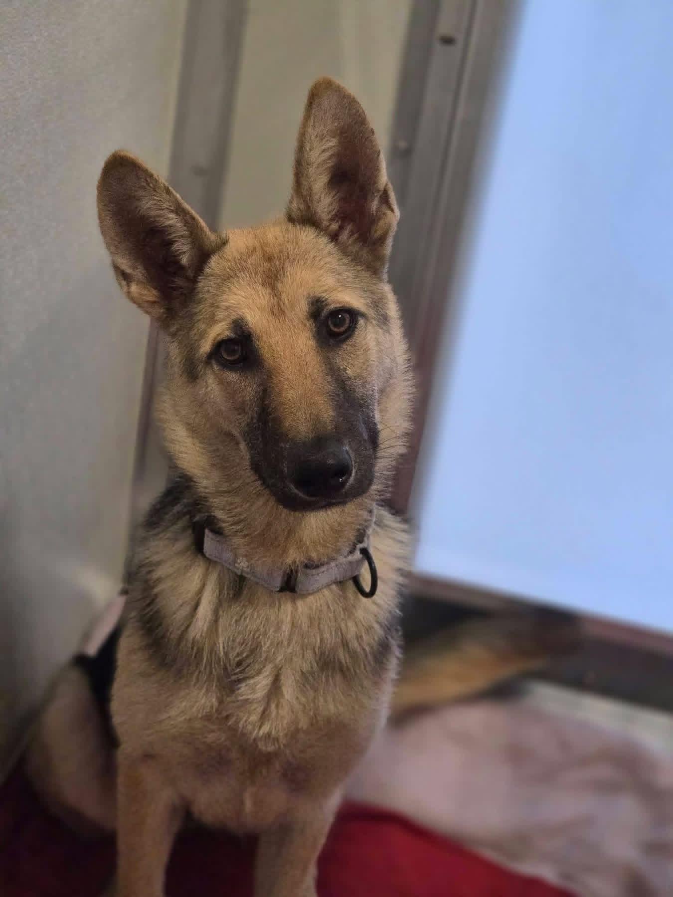 Enlarge Sahara, a ADOPTABLE mixed breed in Jefferson City, MO image 1/4