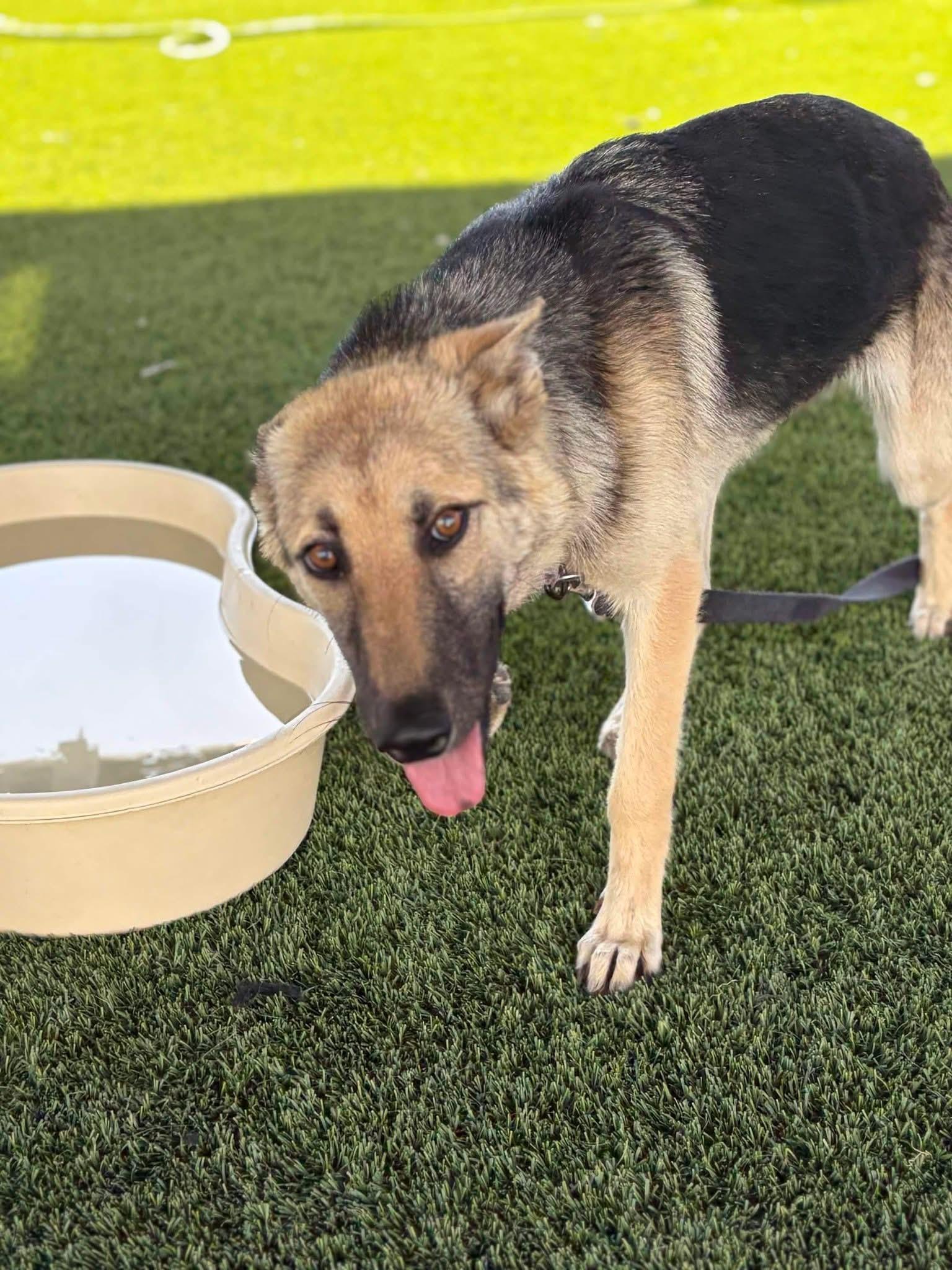 Enlarge Sahara, a ADOPTABLE mixed breed in Jefferson City, MO image 2/4