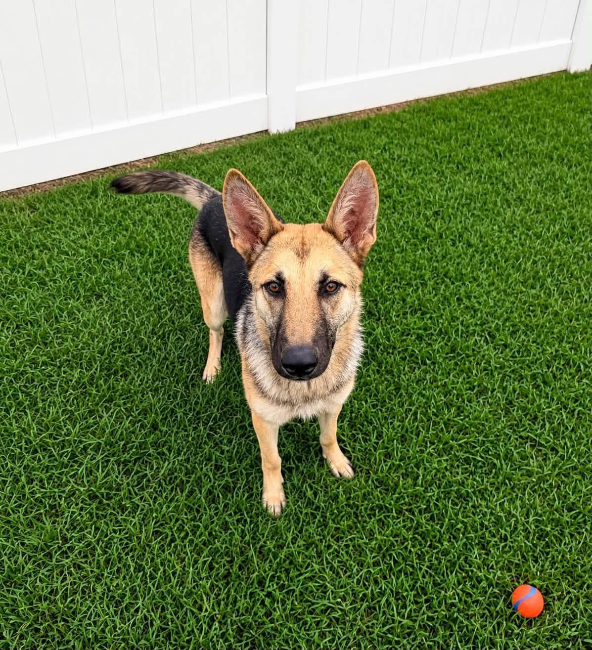 Enlarge Sahara, a Adoptable mixed breed in Jefferson City, MO image 6/6