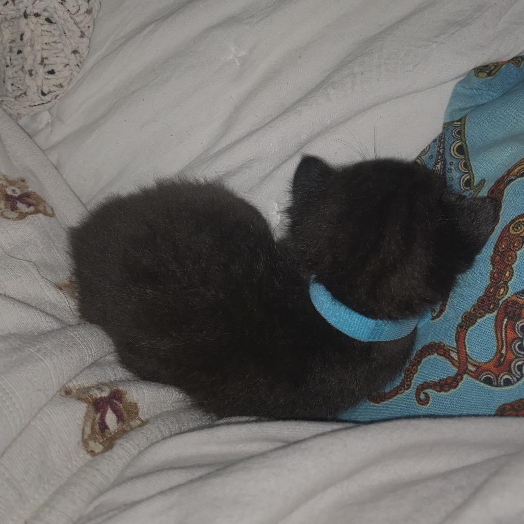 Enlarge Colt, a Adoptable Domestic Short Hair in Volcano, HI image 1/6