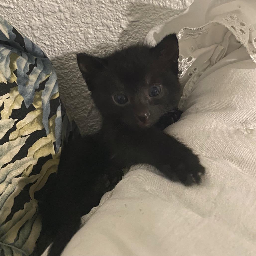 Enlarge Colt, a Adoptable Domestic Short Hair in Volcano, HI image 2/6