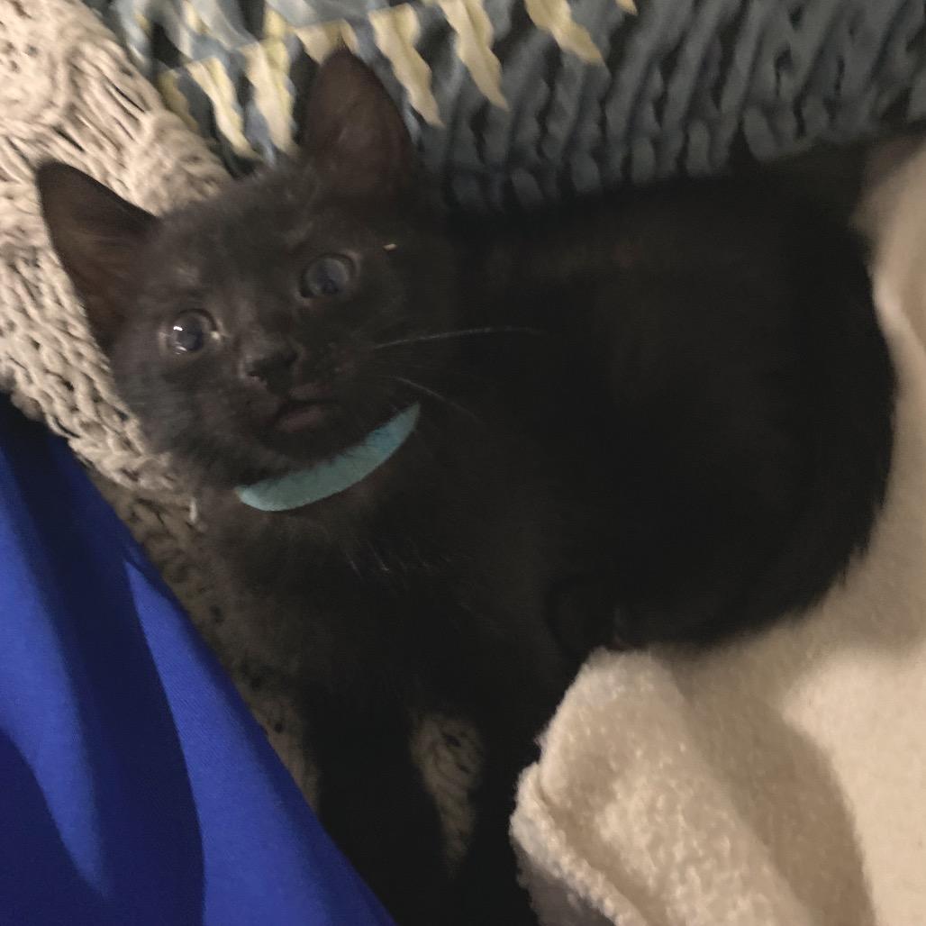 Enlarge Colt, a Adoptable Domestic Short Hair in Volcano, HI image 3/6