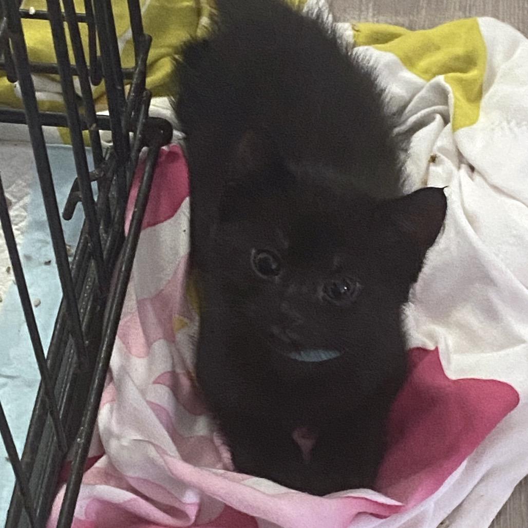 Enlarge Colt, a Adoptable Domestic Short Hair in Volcano, HI image 5/6