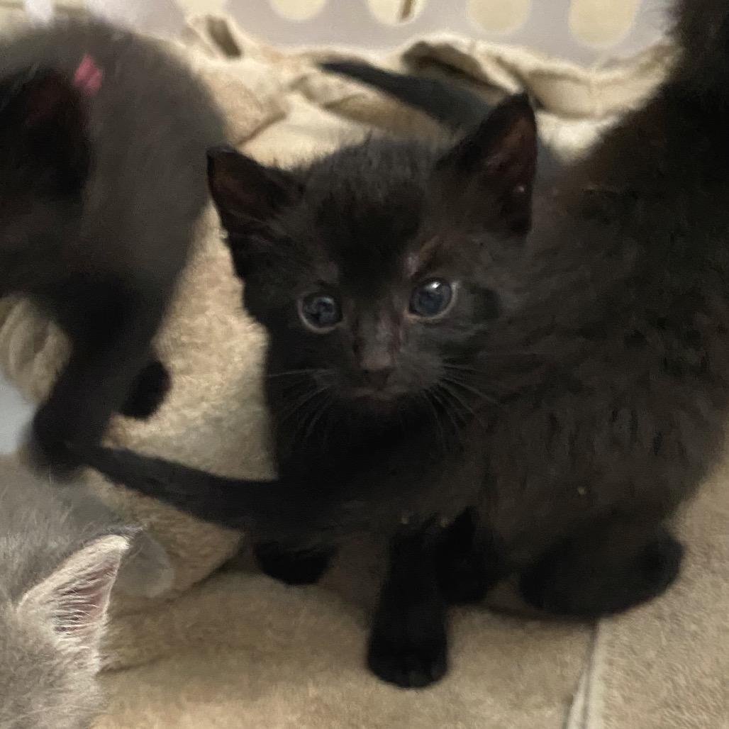 Enlarge Colt, a Adoptable Domestic Short Hair in Volcano, HI image 6/6