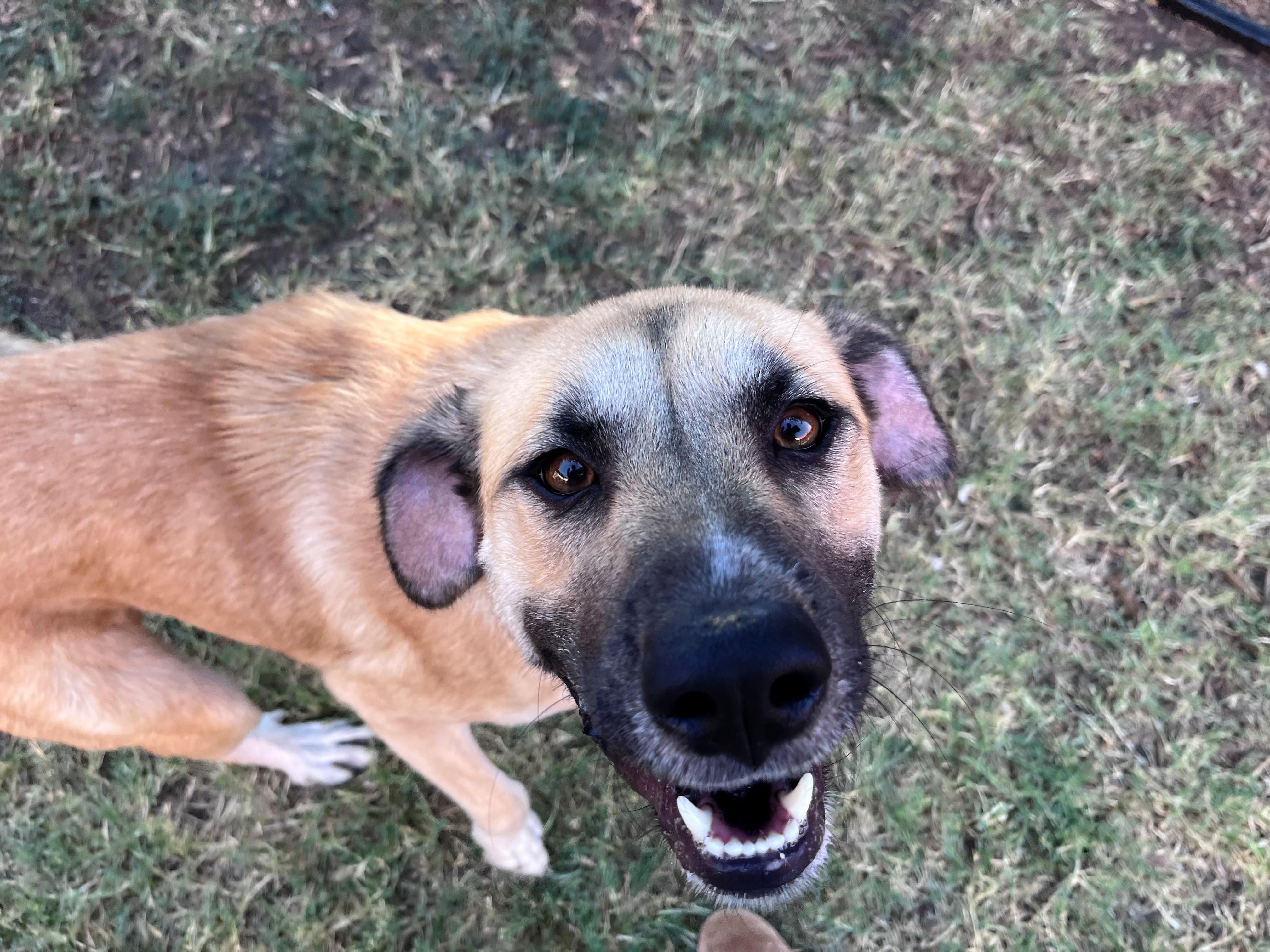 Enlarge Farah A212390 VIP, a Adoptable mixed breed in Plano, TX image 3/6