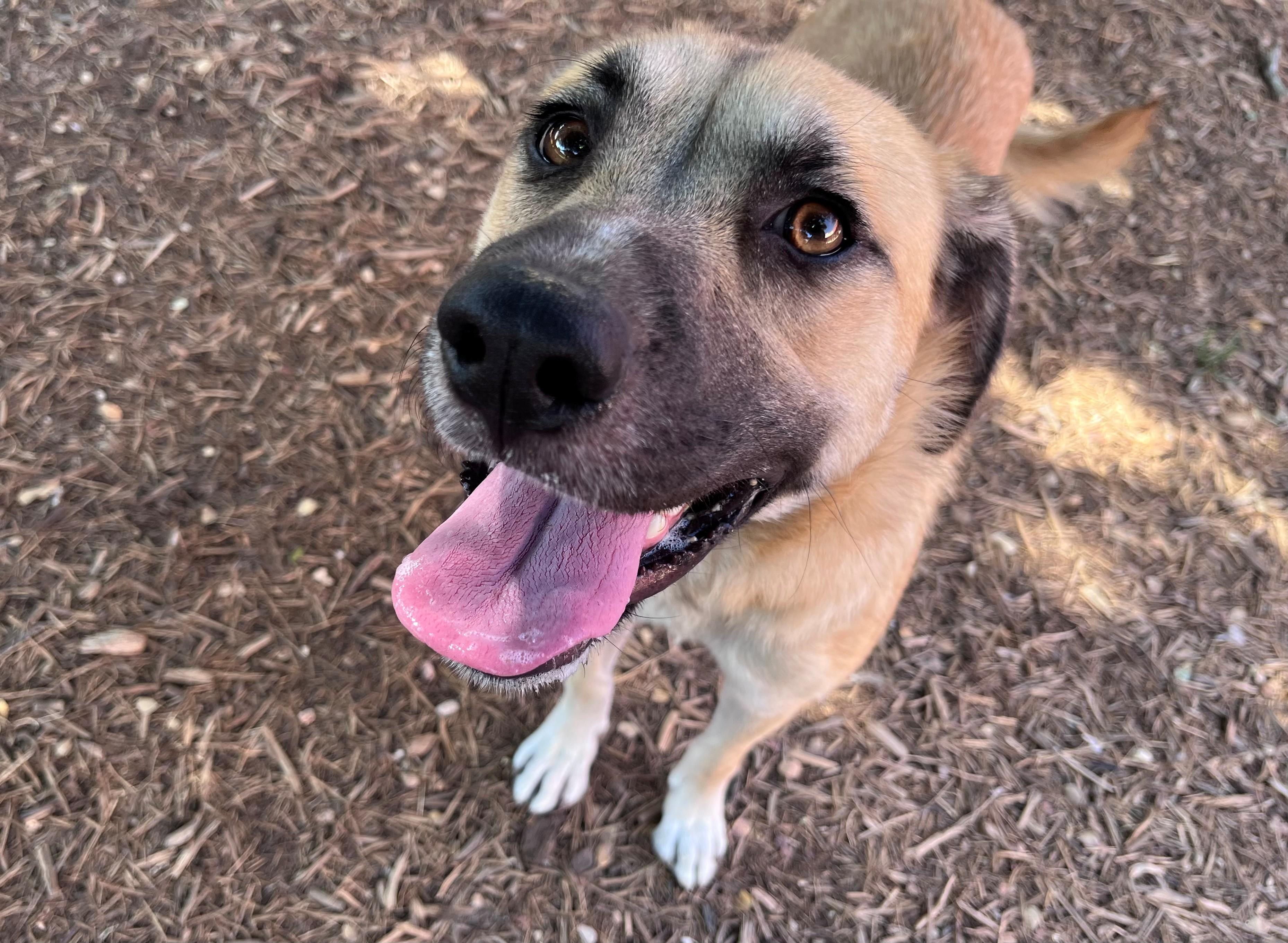 Enlarge Farah A212390 VIP, a Adoptable mixed breed in Plano, TX image 5/6