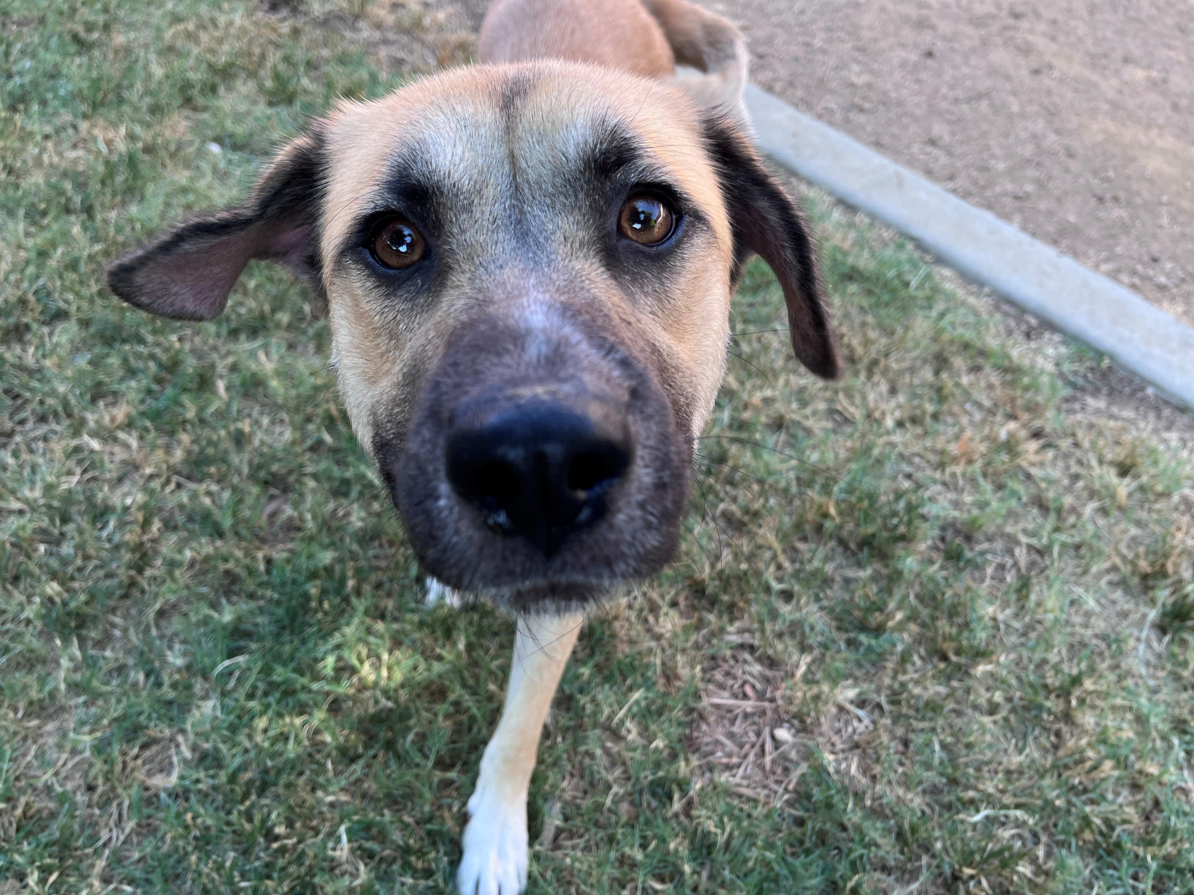 Enlarge Farah A212390 VIP, a Adoptable mixed breed in Plano, TX image 6/6