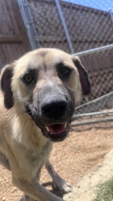 Enlarge Farah A212390 VIP, a Adoptable mixed breed in Plano, TX image 4/6