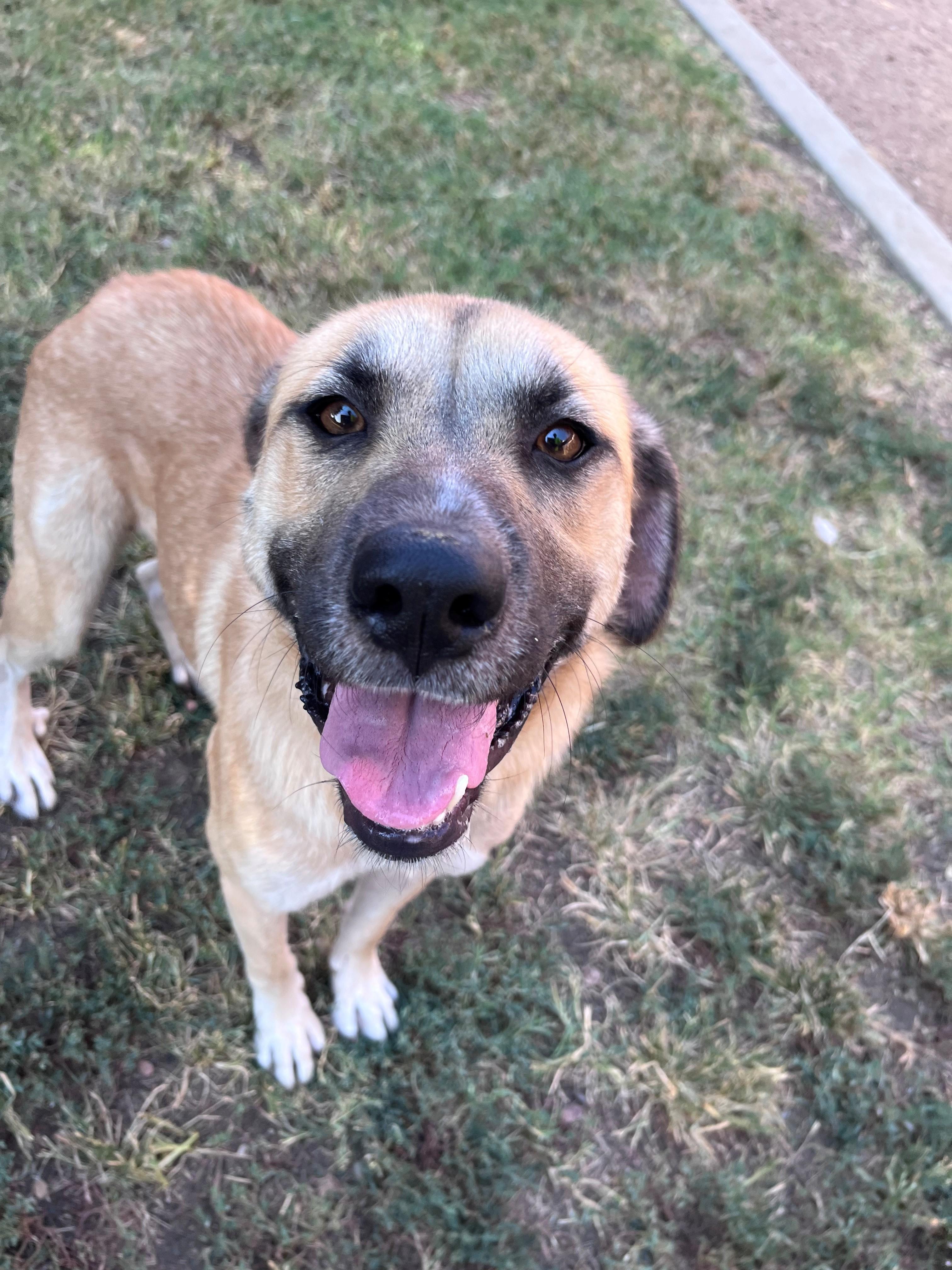 Enlarge Farah A212390 VIP, a Adoptable mixed breed in Plano, TX image 2/6