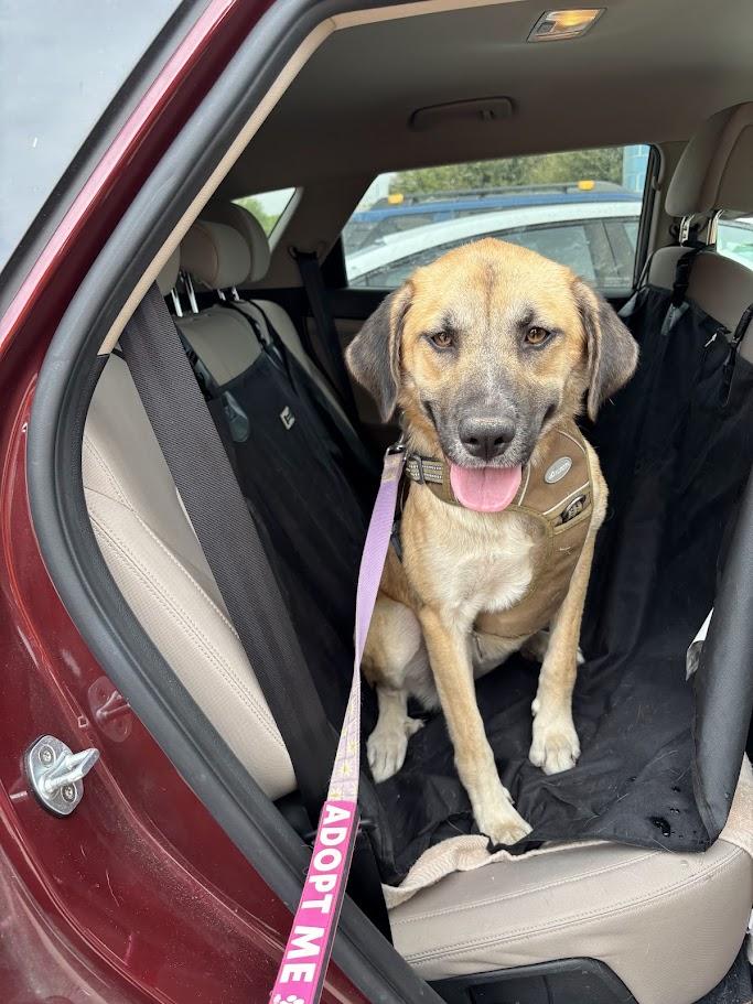 Farah A212390 VIP, Adoptable, Young Female Anatolian Shepherd.