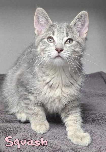 Squash, Adoptable, Kitten Male Domestic Short Hair & Domestic Short Hair.