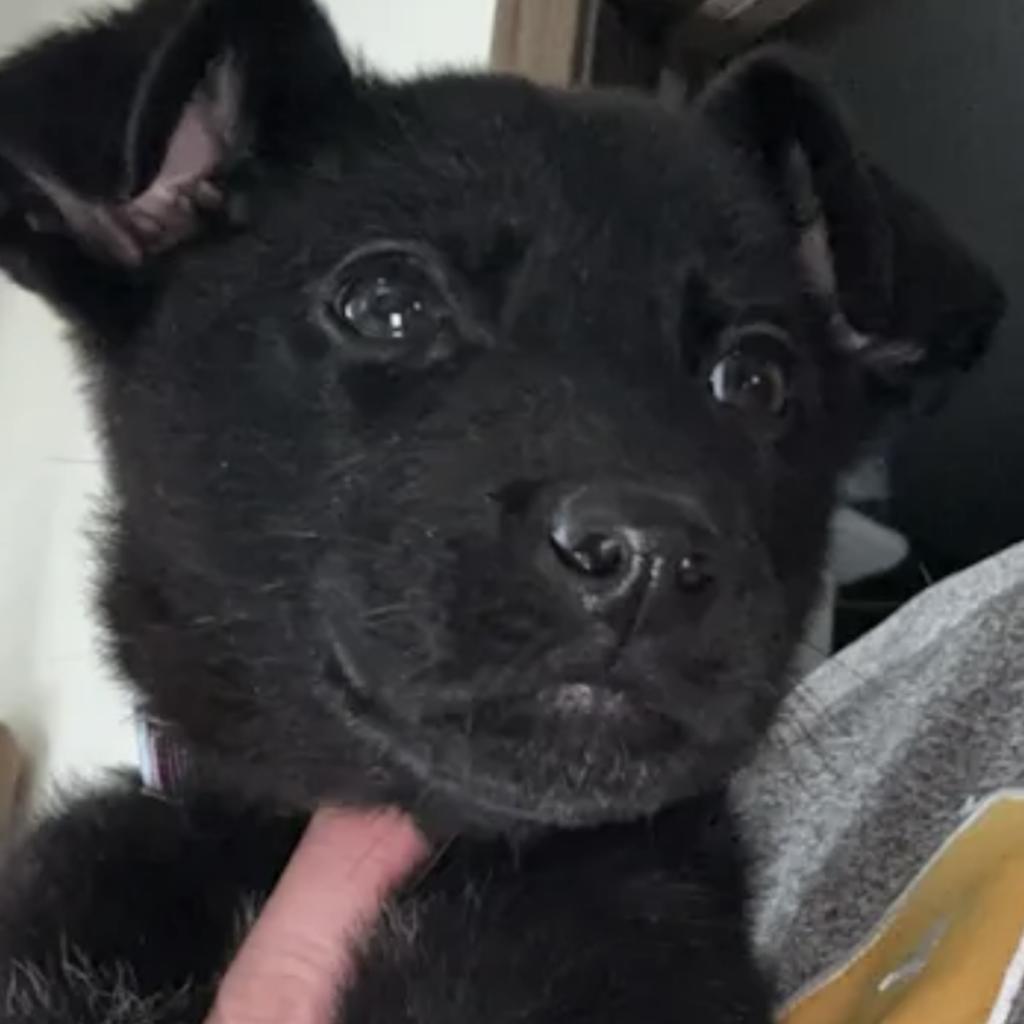 Ivy, Adoptable, Adult Female German Shepherd Dog & Yellow Labrador Retriever.