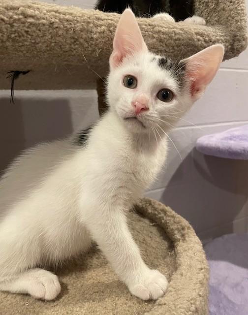 Stitch (LE), Baby Male Domestic Short Hair