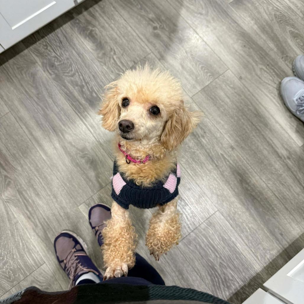 Enlarge Georgette, a Adoptable Poodle in Fredericksburg, VA image 1/6