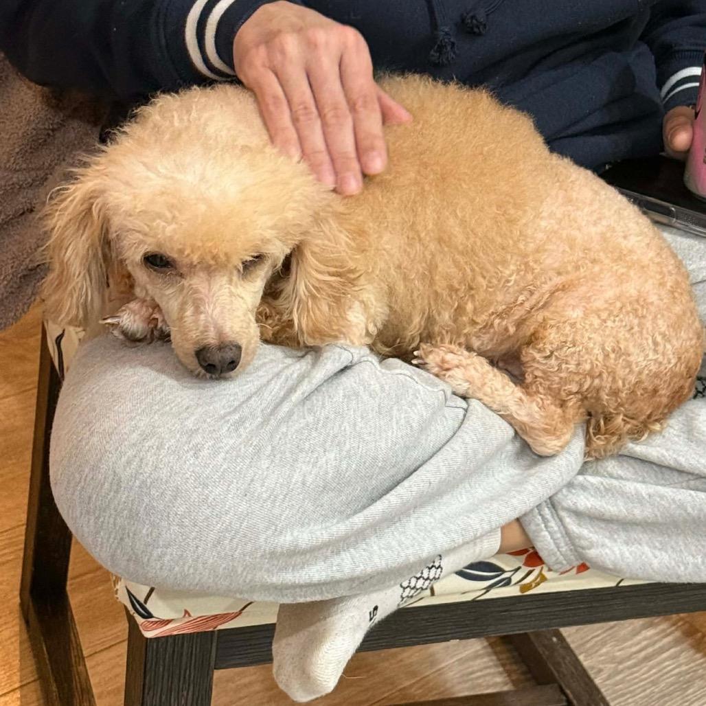 Enlarge Georgette, a Adoptable Poodle in Fredericksburg, VA image 2/6