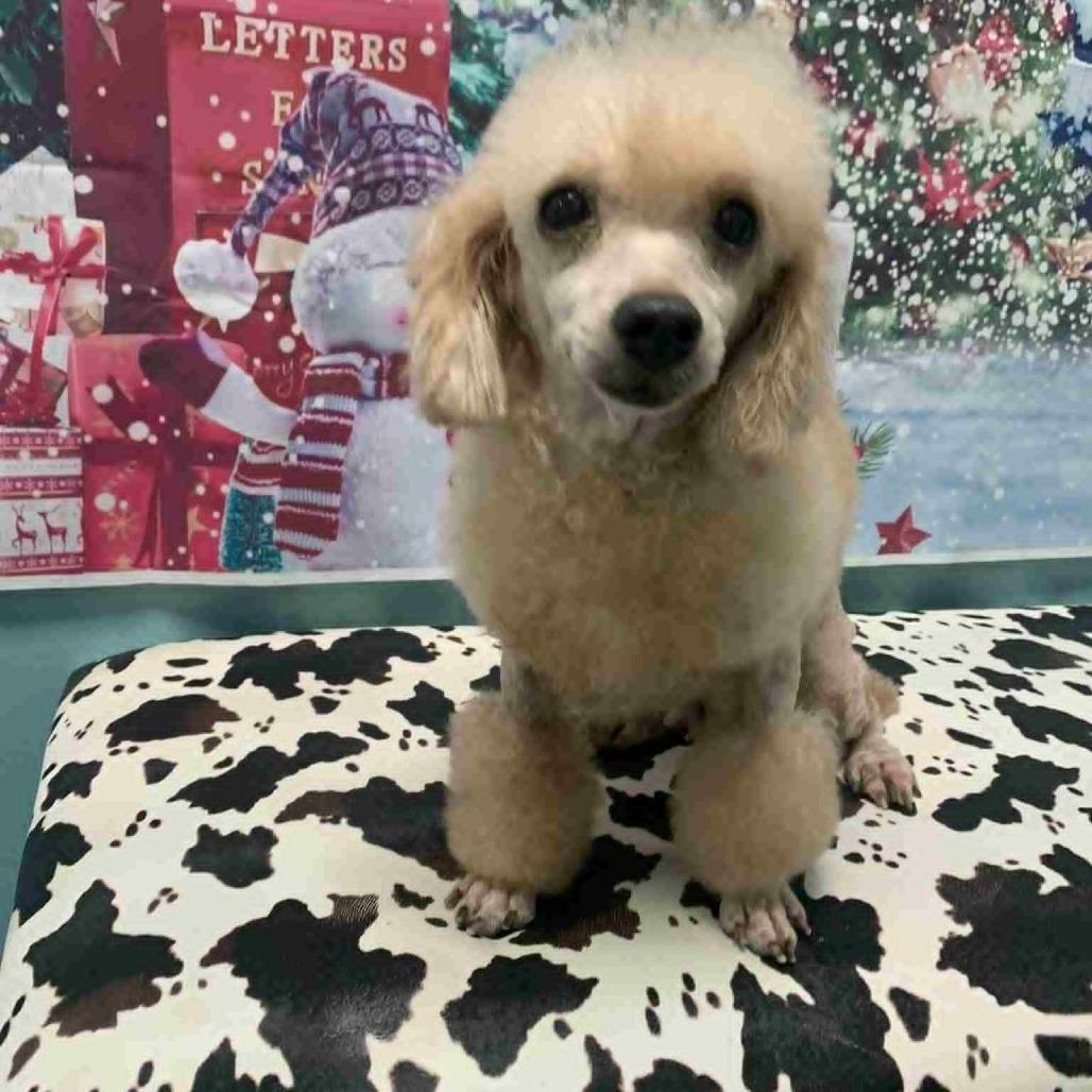 Enlarge Georgette, a Adoptable Poodle in Fredericksburg, VA image 3/6