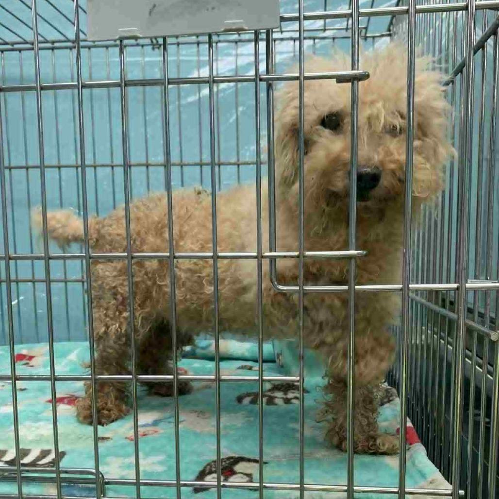 Enlarge Georgette, a Adoptable Poodle in Fredericksburg, VA image 4/6