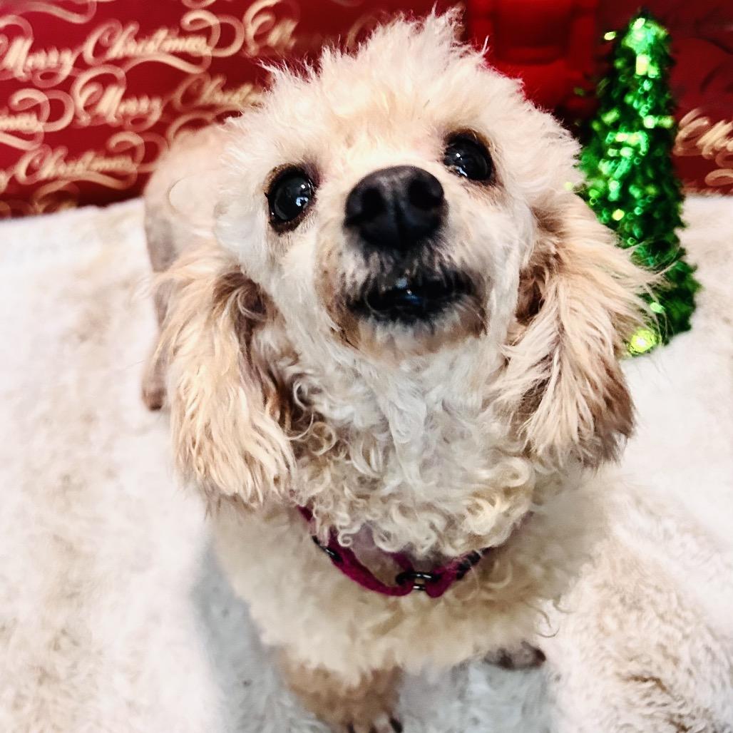 Enlarge Georgette, a Adoptable Poodle in Fredericksburg, VA image 5/6