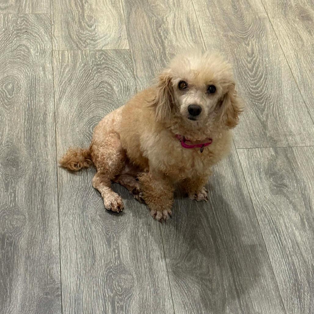 Enlarge Georgette, a Adoptable Poodle in Fredericksburg, VA image 6/6