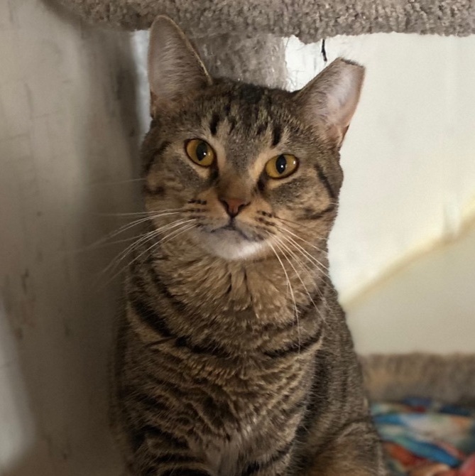 Unicorn , Adoptable, Adult Female Domestic Short Hair.