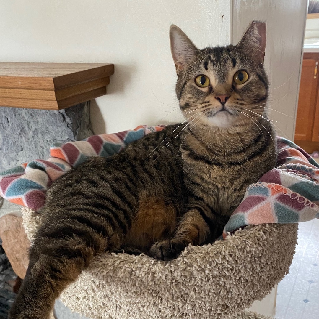 Unicorn , a Adoptable Domestic Short Hair in Goshen, IN image 2/5