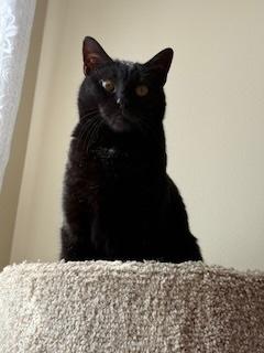 Enlarge Zora, an adopted Domestic Short Hair in Sterling, VA image 5/6