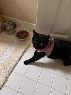 Enlarge Zora, an adopted Domestic Short Hair in Sterling, VA image 4/6