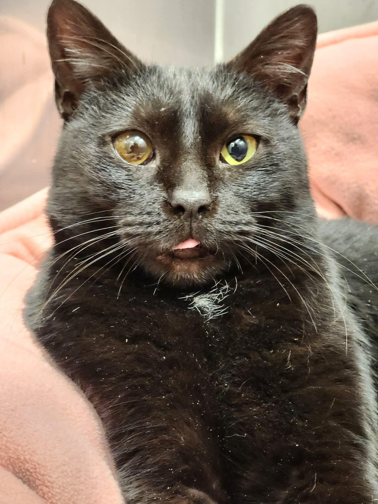 Enlarge Zora, an adopted Domestic Short Hair in Sterling, VA image 3/6