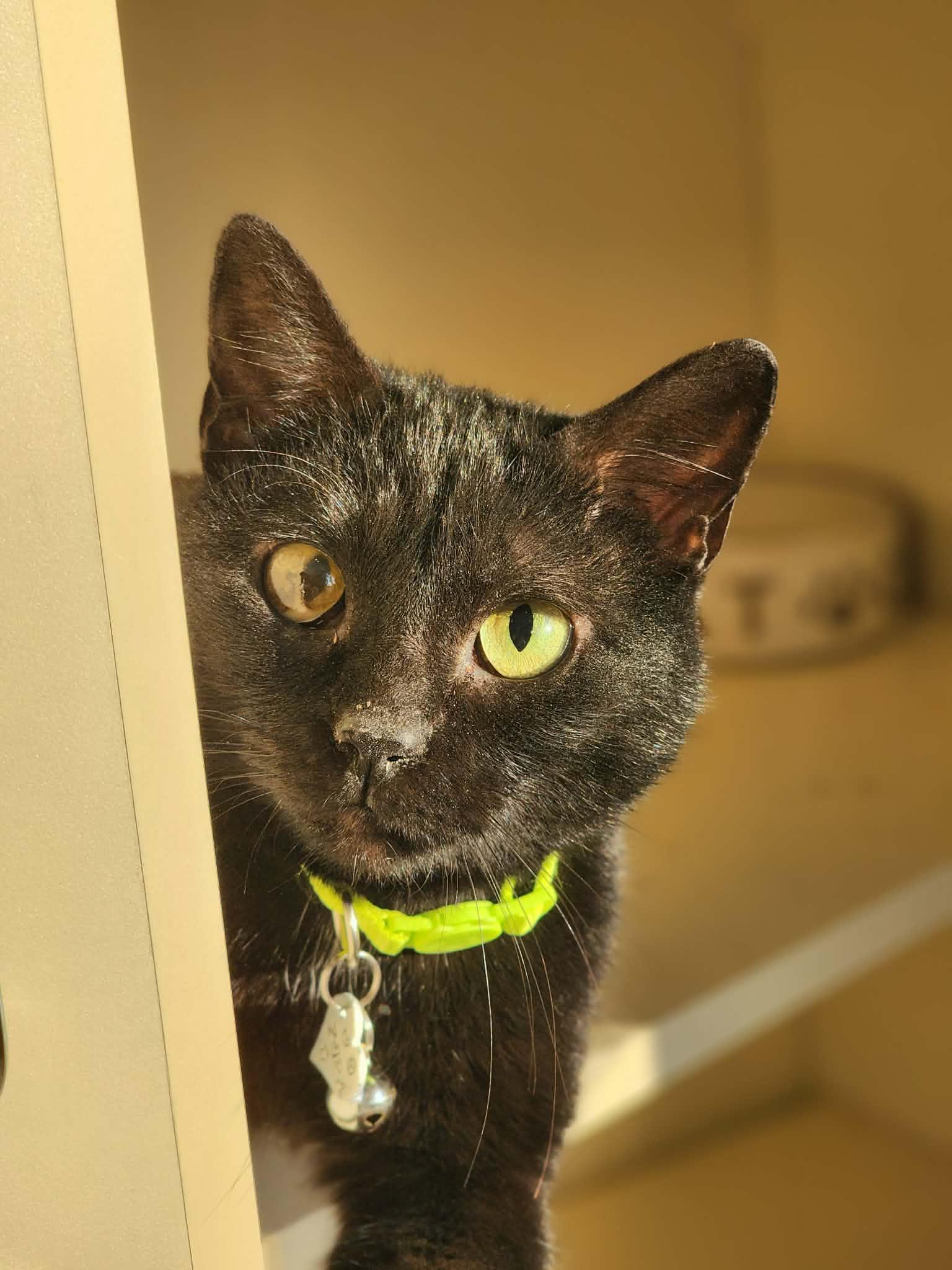 Enlarge Zora, an adopted Domestic Short Hair in Sterling, VA image 2/6