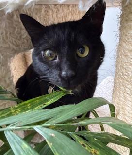 Zora, adopted, Adult Female Domestic Short Hair.