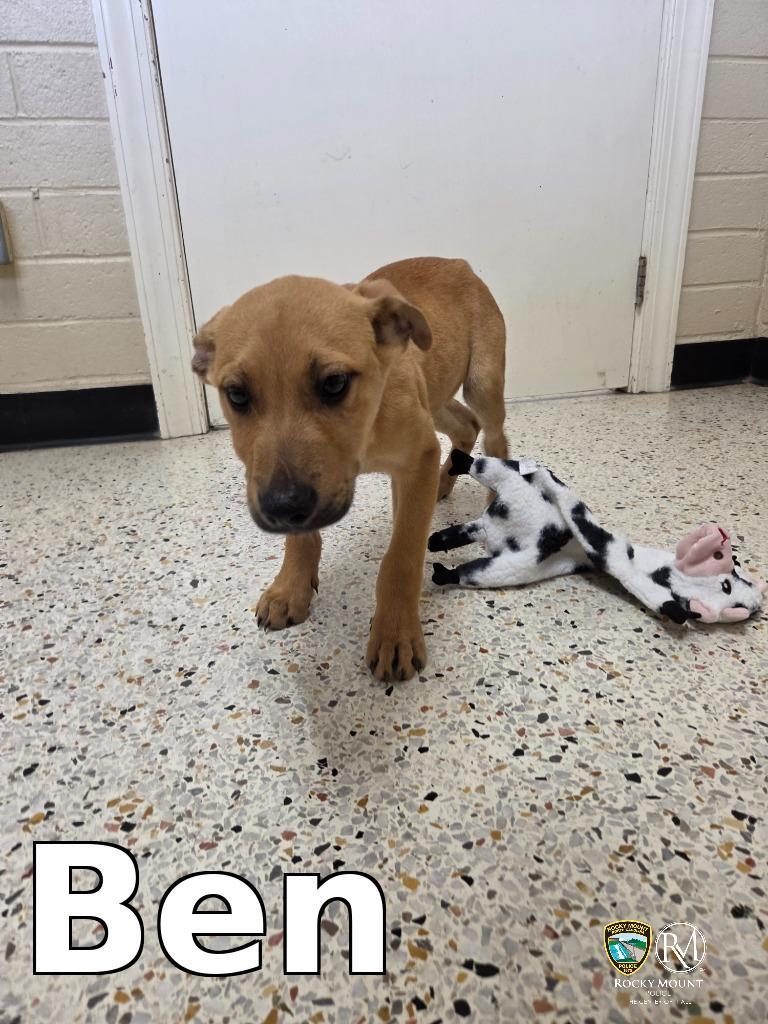 Enlarge Ben, a Adoptable Pit Bull Terrier in Rocky Mount, NC image 1/1