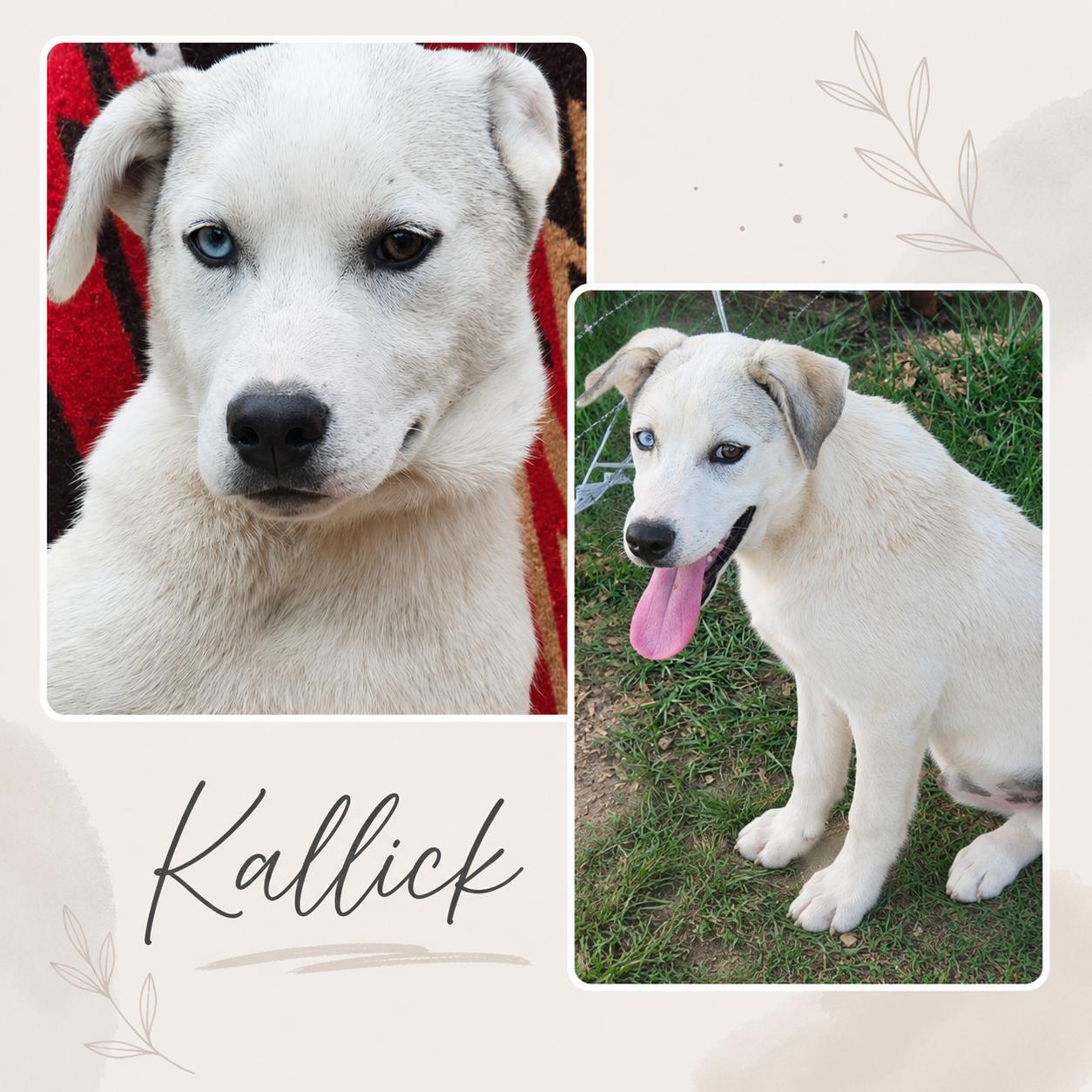 Kallick (foster to adopt), a Adoptable mixed breed in White Lake, MI image 1/3