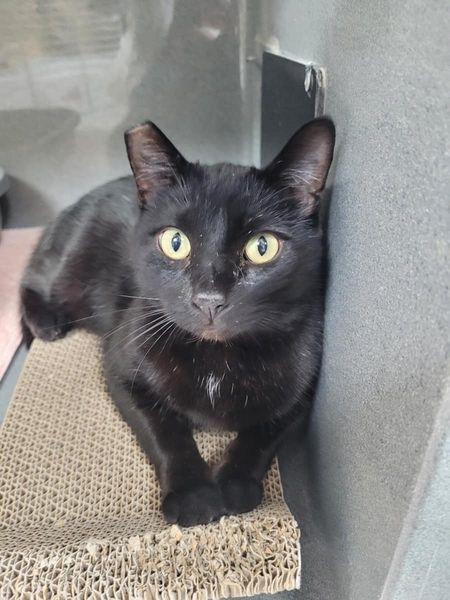 Enlarge Travis, a Adoptable Domestic Short Hair in Jeffersonville, IN image 1/6