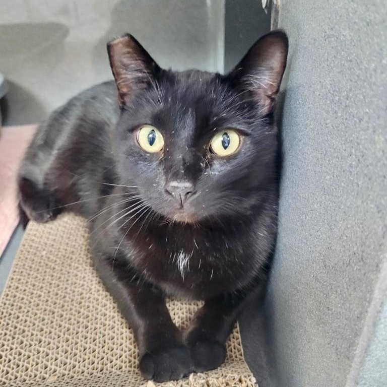 Enlarge Travis, a Adoptable Domestic Short Hair in Jeffersonville, IN image 2/6