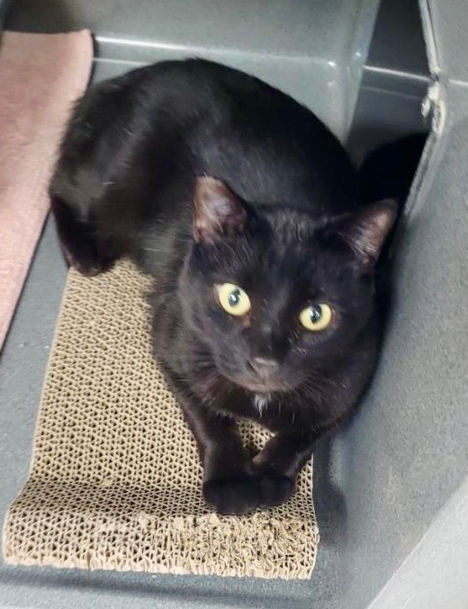 Travis, Adult Male Domestic Short Hair