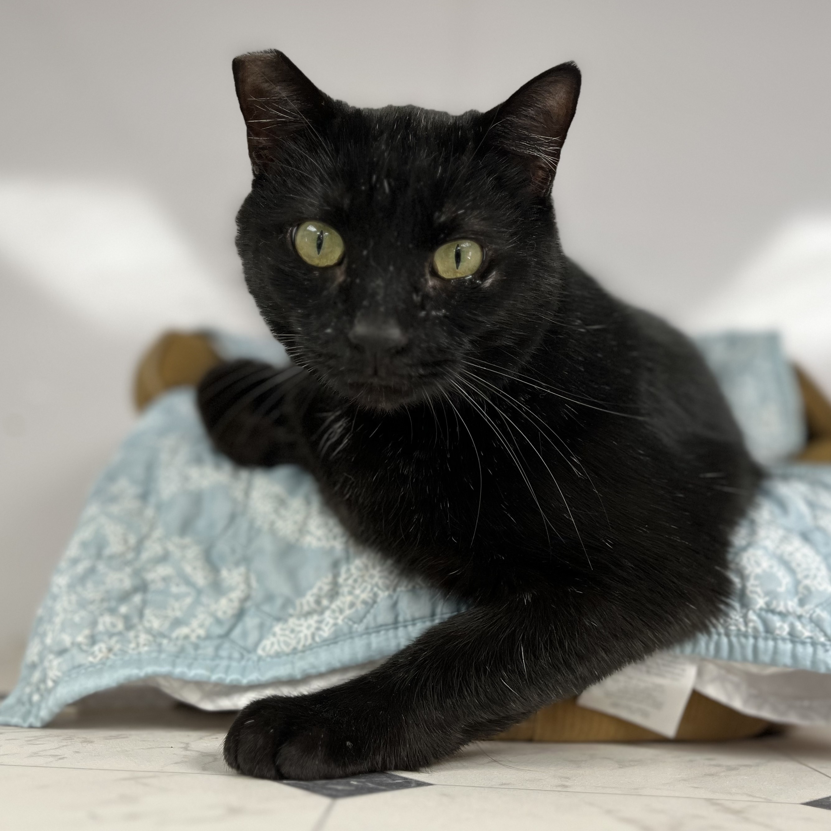 Enlarge Travis, a Adoptable Domestic Short Hair in Jeffersonville, IN image 4/6