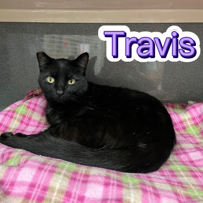 Enlarge Travis, a Adoptable Domestic Short Hair in Jeffersonville, IN image 5/6
