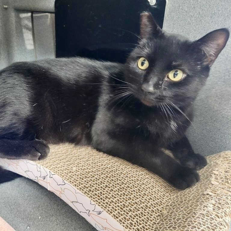 Enlarge Travis, a Adoptable Domestic Short Hair in Jeffersonville, IN image 6/6