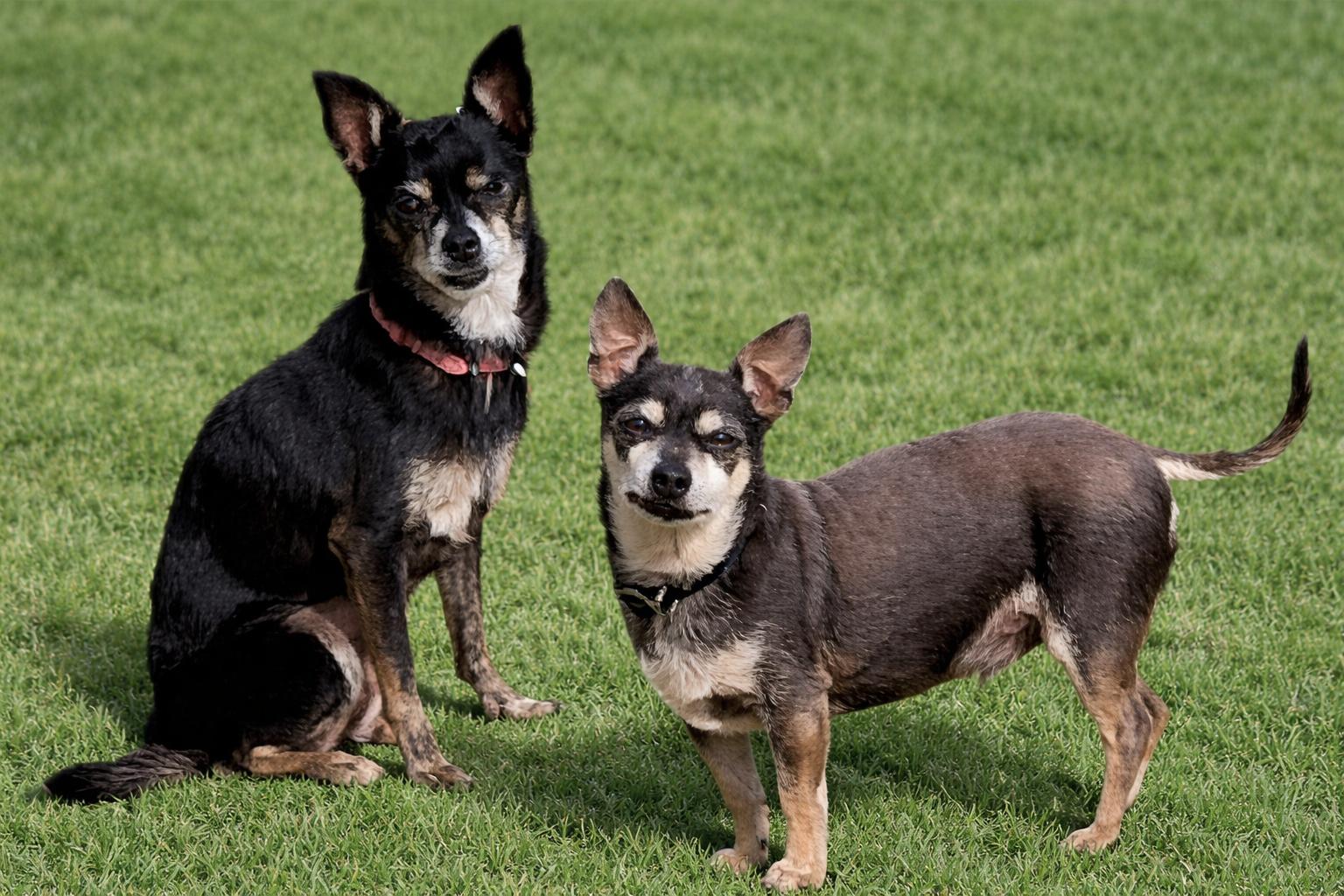 Enlarge Lupe, a Adoptable Chihuahua in Clarkdale, AZ image 2/6