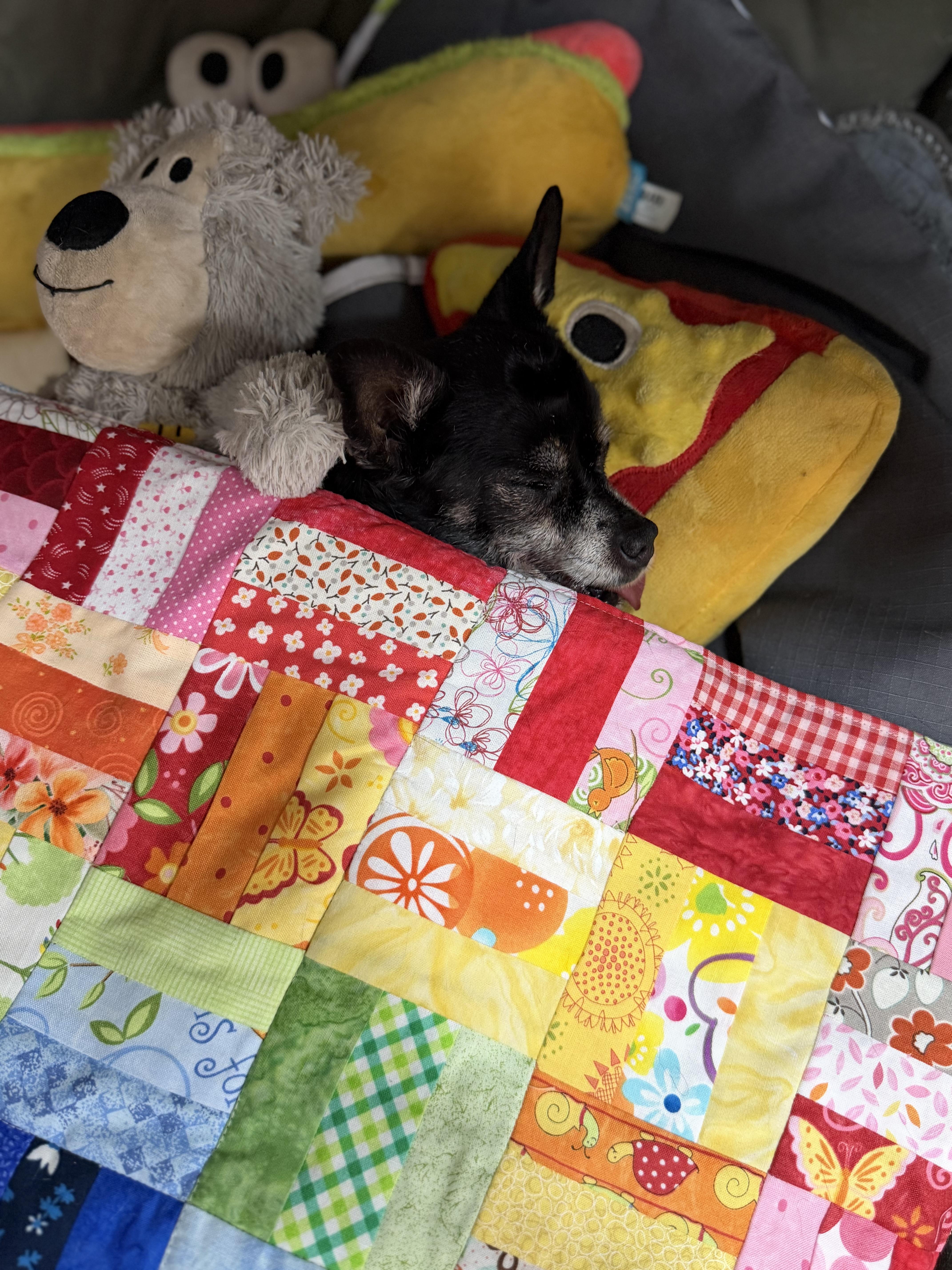 Enlarge Lupe, a Adoptable Chihuahua in Clarkdale, AZ image 3/6