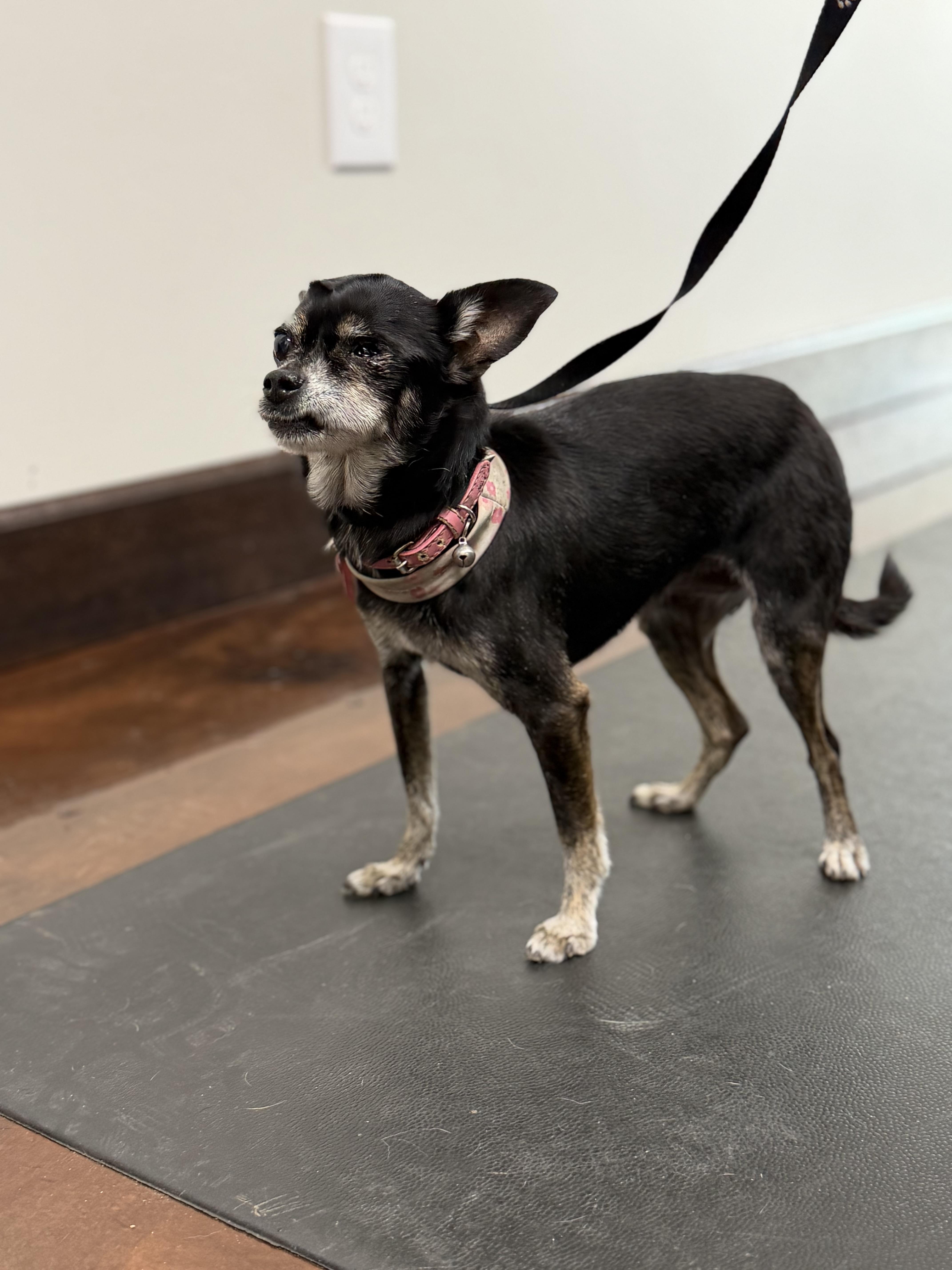 Enlarge Lupe, a Adoptable Chihuahua in Clarkdale, AZ image 6/6